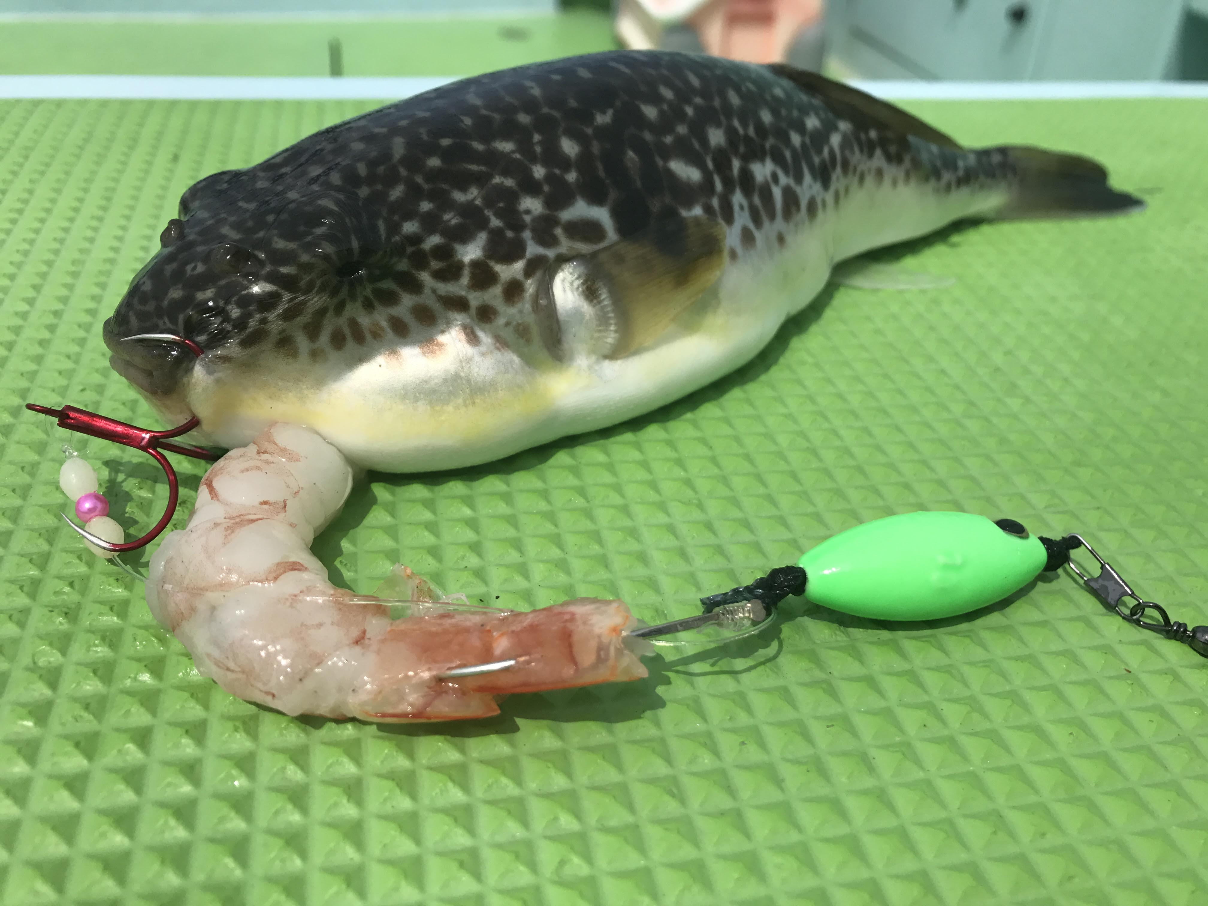 最高カットウ 釣り方 魚のすべて