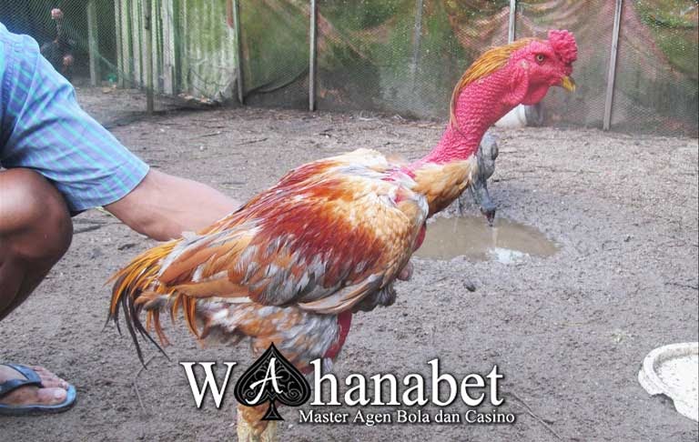 Sabung Ayam Vietnam Inilah Beberapa Kelebihan Ayam Aduan Asal Vietnam Agen Judi Sabung Ayam Online Tempat Pasang Taruhan Adu Sabung Ayam Melalui Bandar Judi Jadwal Sabung Ayam Online Di Filipina Hari Rabu Tanggal 10 Februari 2021 Jika Anda