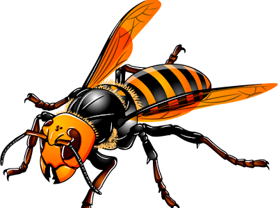 √99以上 かっこいい スズ��バチ 蜂 イラスト 934939-か���こいい スズメバチ 蜂 イ���スト