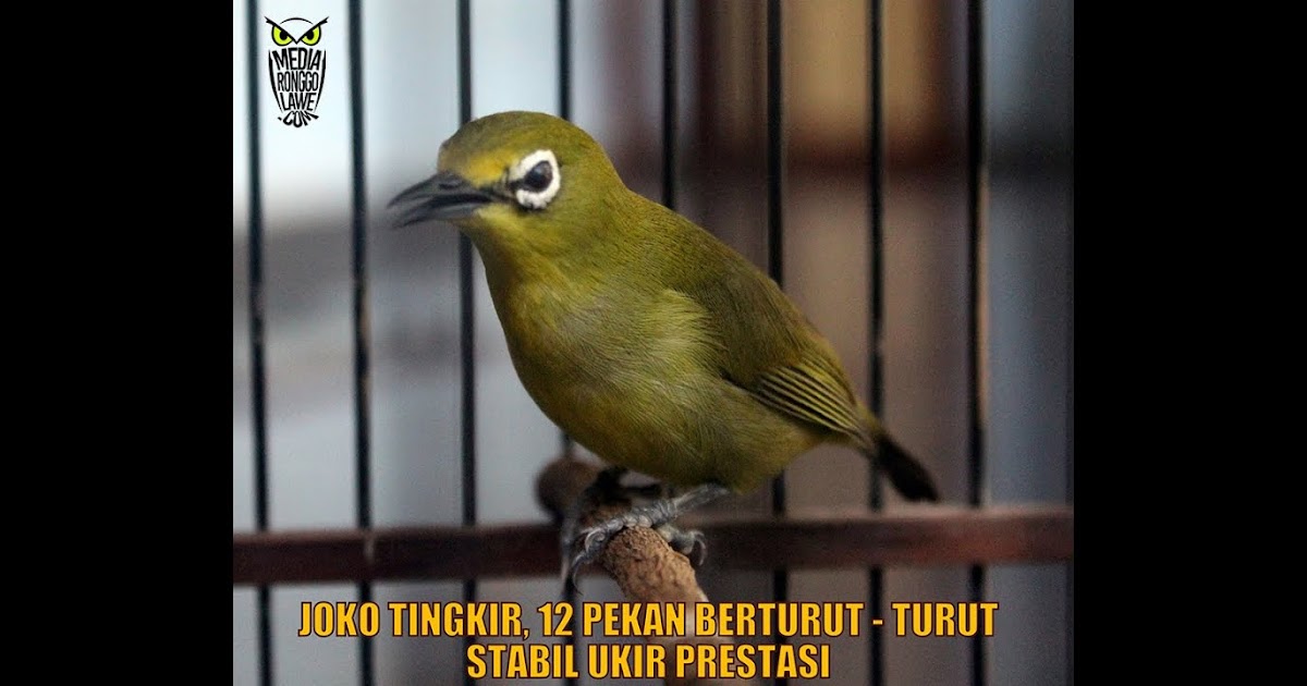 Gambar Meme Burung Pleci