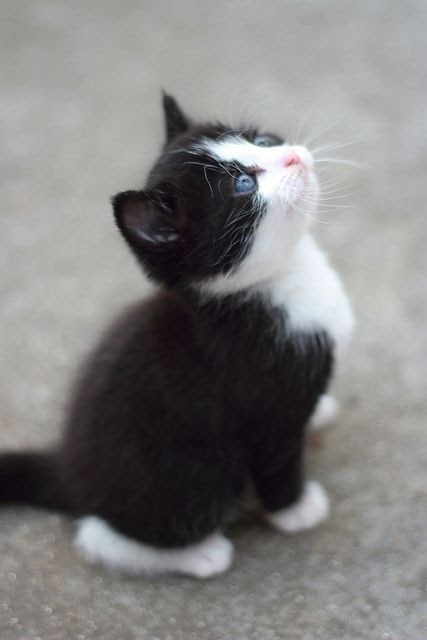猫 壁紙 おしゃれ の最高のコレクション 無料壁紙hd