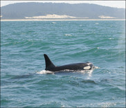 Southern Resident Killer Whale