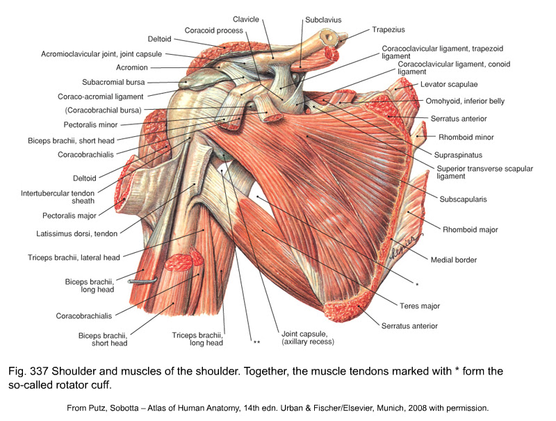 The supraspinatus, the infraspinatus, the teres minor and the subscapularis. Anatomy Of The Shoulder Tendons Anatomy Drawing Diagram