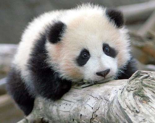 sad panda