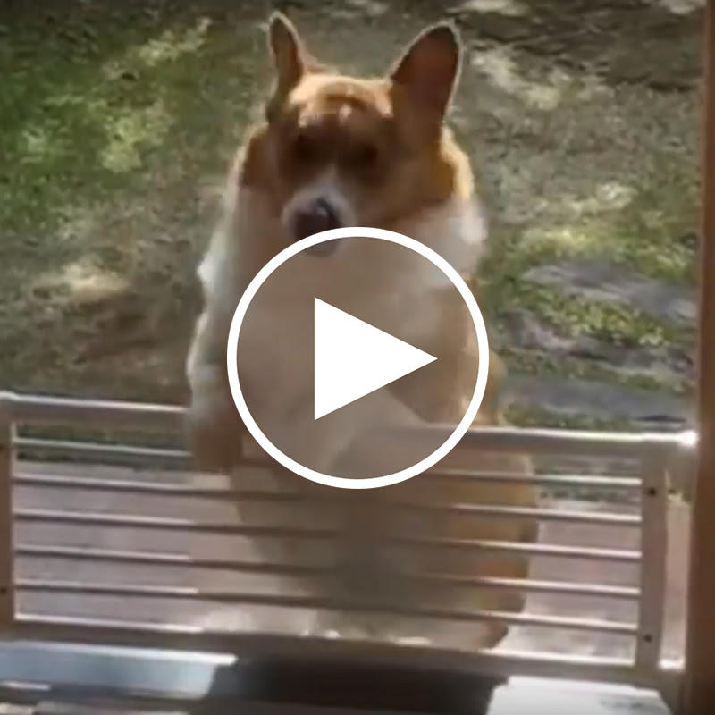 動物画像無料 Hd限定コーギー 可愛い 動画