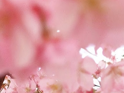 かわいい Iphone 壁紙 春 の最高のコレクション 最高の花の画像