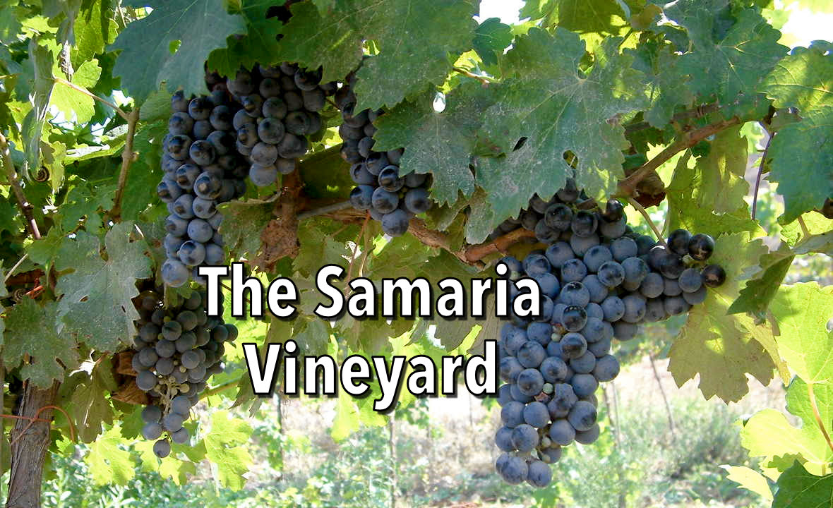 Samaria Vineyard - bottom banner