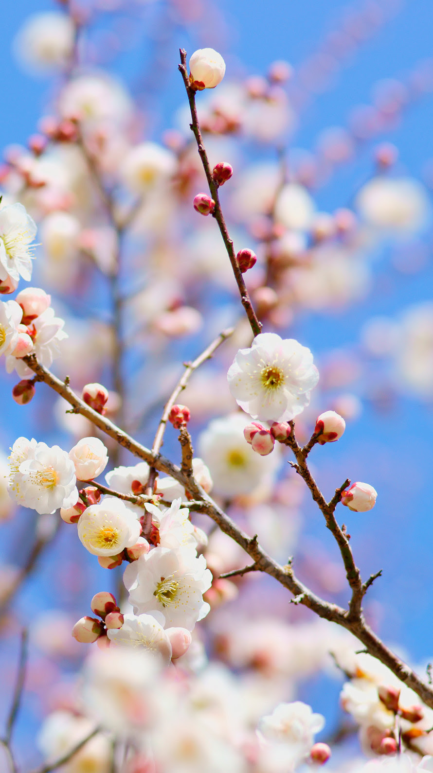 これまでで最高の梅の花 壁紙 最高の花の画像