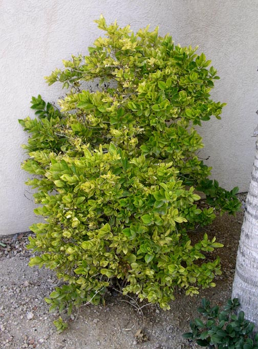 Se si desidera che il gardenia a. Gardenia Jasminoides
