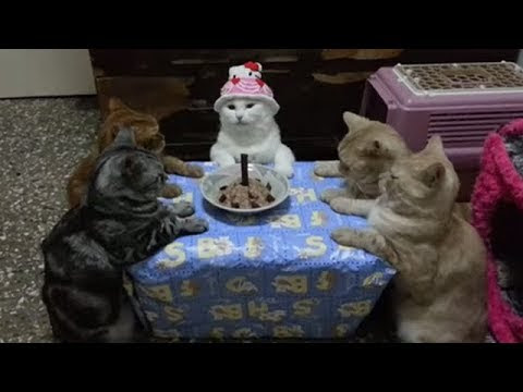 動物画像無料 50 誕生 日 おめでとう 面白い