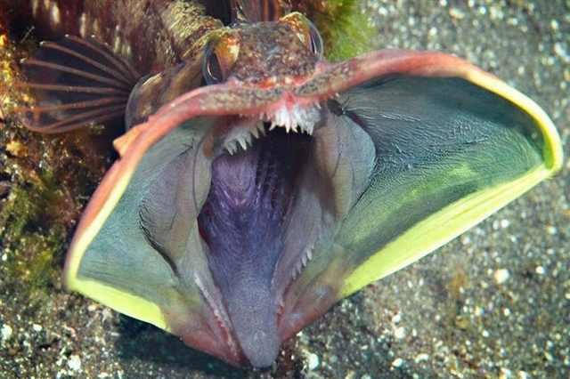 estranhas criaturas do mar animais