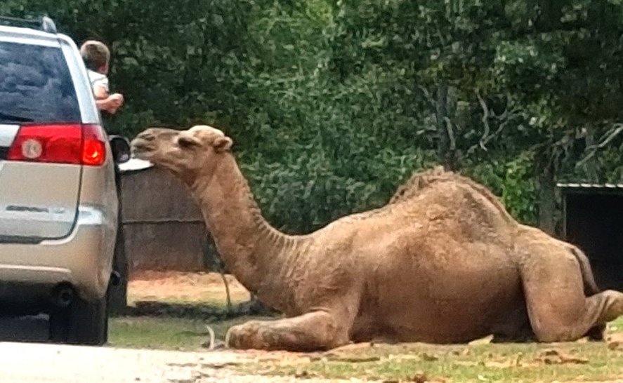 We also allow you to hire our animals for birthdays and other special occasions. Adventure Awaits At Arbuckle Wilderness Drive Thru Safari Park In Oklahoma