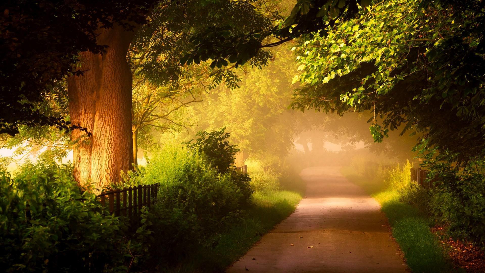 Gambar Wallpaper Pemandangan Hutan Gudang Wallpaper Gambar Wallpaper Pemandangan Hutan Gudang Wallpaper
