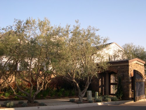 The olive tree exhibits a peculiar behaviour, named alternate bearing (biennial bearing or. Fruitless Olive Trees For California Landscapes And Gardens Cse For Landscape Architects