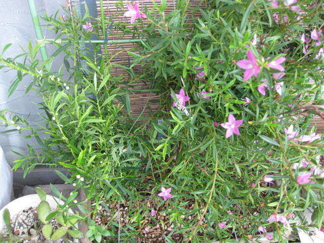 すべての花の画像 ラブリーサザンクロス 花 切り戻し