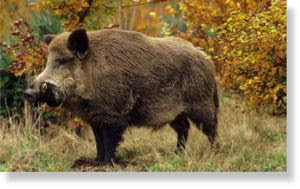 A_wild_boar_in_autumn_for_008.jpg