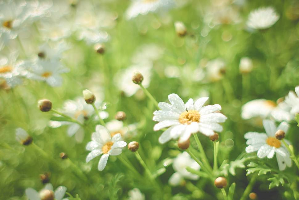 すべての花の画像 100 Epic Best綺麗 な 花 画像 無料
