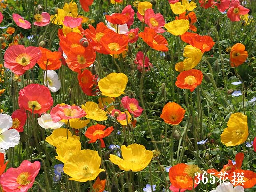 美しい花の画像 ユニークポピー 花 言葉 オレンジ