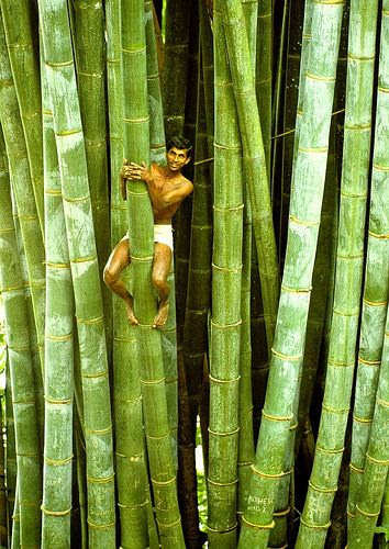 Bamboo Trees. Sri Lanka