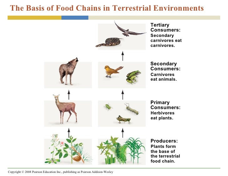 Food Chain In Terrestrial Habitat Terrestrial And Aquatic Food Chains