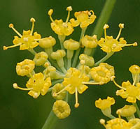 最新ウイキョウ 花 すべての美しい花の画像
