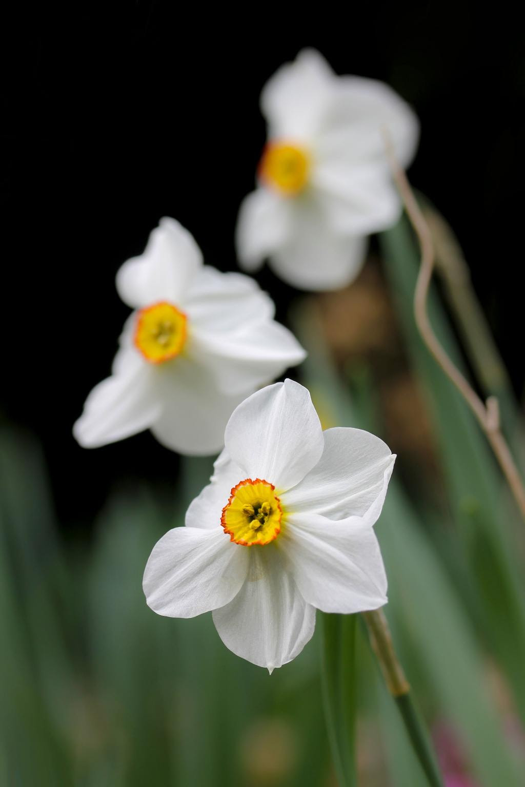 最高の白 水仙 最高の花の画像