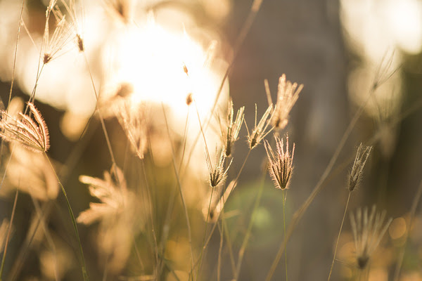 Grass flower with sunset