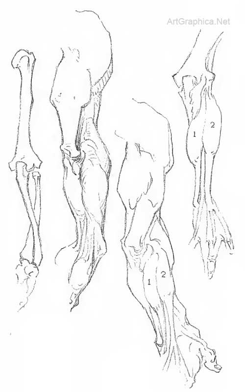 Check spelling or type a new query. Anatomy Of The Arm George Bridgman Art Book