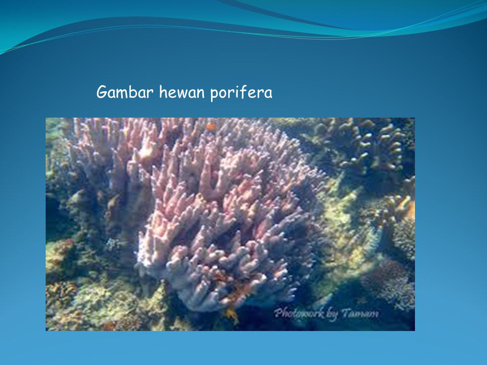 23 Gambar Hewan  Porifera