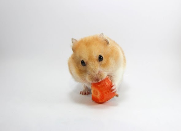What Can Dwarf Hamsters Eat Besides Hamster Food