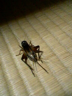 驚くばかり 黒い 跳ねる 虫 画像ブログ