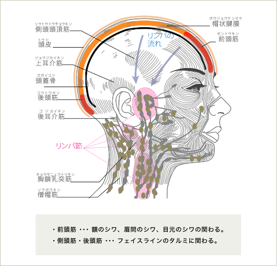 新鮮な顔 部位 名称 医学 最高のぬりえ