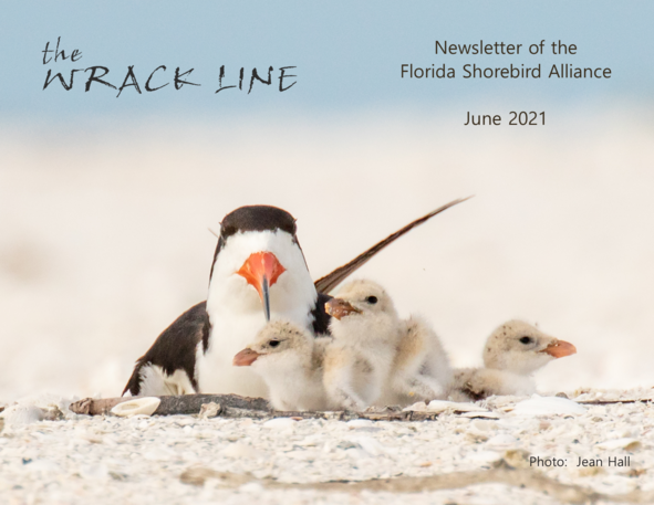 Black skimmer adult and chicks by Jean Hall