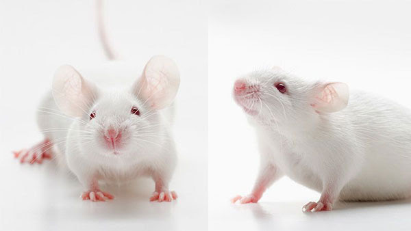 Close-up of two mice.