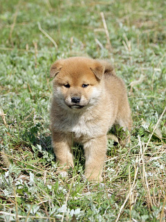 ディズニー画像ランド 新鮮な壁紙 柴犬 子犬 画像