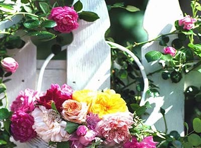Cartes D'anniversaire Internautes Gratuites