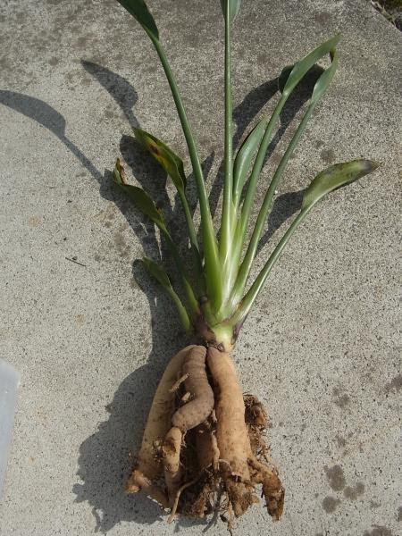 すべての美しい花の画像 新鮮なストレリチア 植え 替え