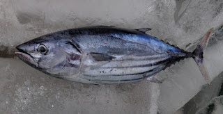 jenis-jenis ikan ekonomis penting di laut indonesia - guru