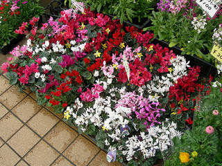 すべての美しい花の画像 これまでで最高の冬 ガーデニング 花壇