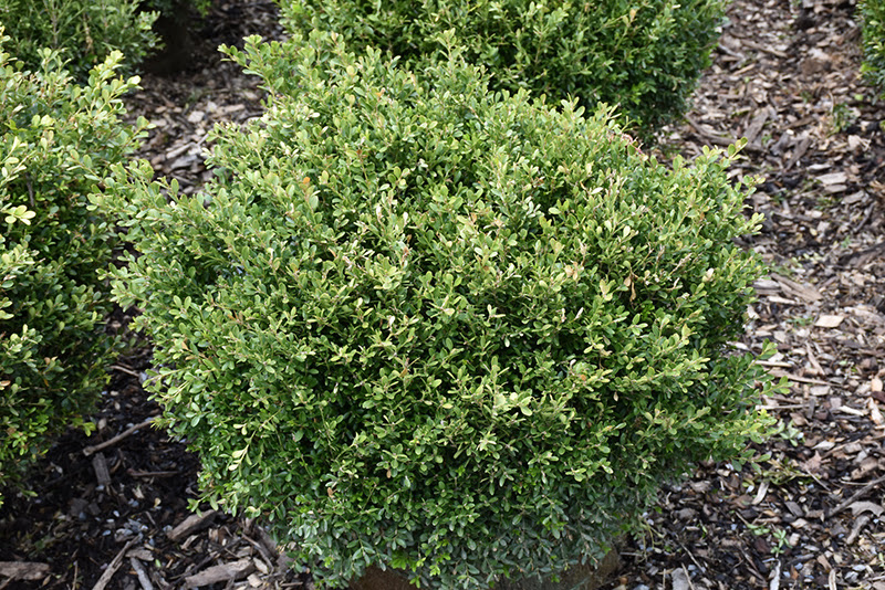 Check spelling or type a new query. Franklin S Gem Boxwood Buxus Microphylla Franklin S Gem In Columbus Dublin Delaware Grove City Gahanna Bexley Ohio Oh At Oakland Nurseries Inc