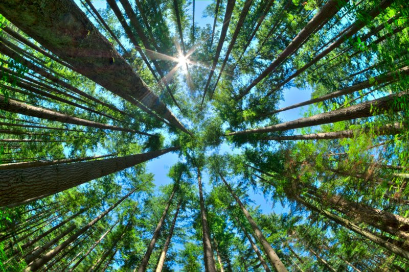 Centro de Inovação e Competências da Floresta lembra que medidas de adaptação “são a única forma de fazer face às alterações climáticas”