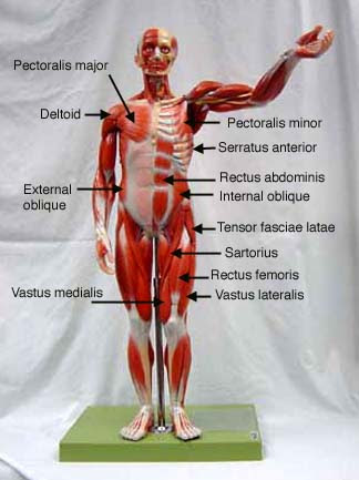 This is a table of muscles of the human anatomy. Male Muscle Model