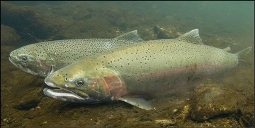 Steelhead