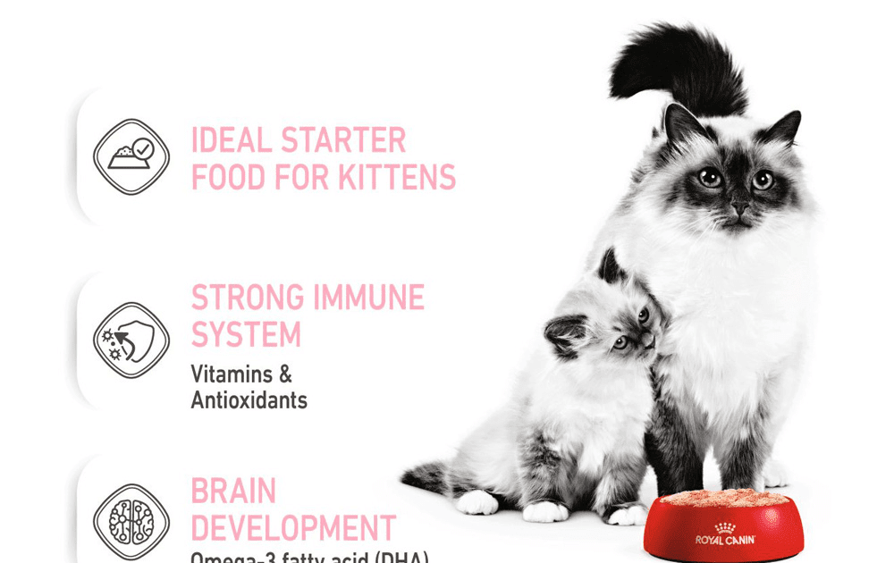 Royal Canin Kitten Canned Food - The Y Guide