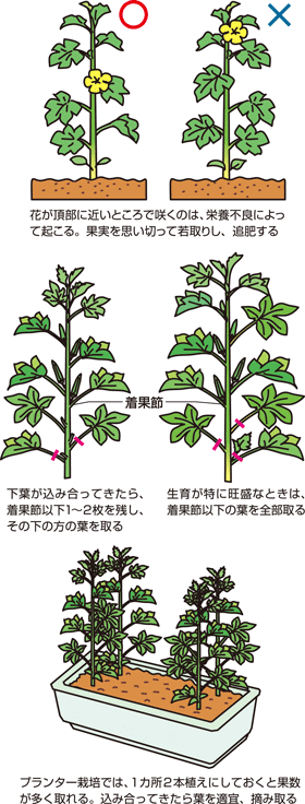 トップ100 花 オクラ 栽培 すべての美しい花の画像