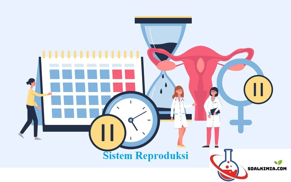 Soal Mencongak Dan Jawaban Sistem Reproduksi Pada Manusia