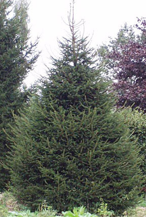 Picea abies, the norway spruce or european spruce, is a species of spruce native to northern, central and eastern europe. Norway Spruce Big Tree Supply