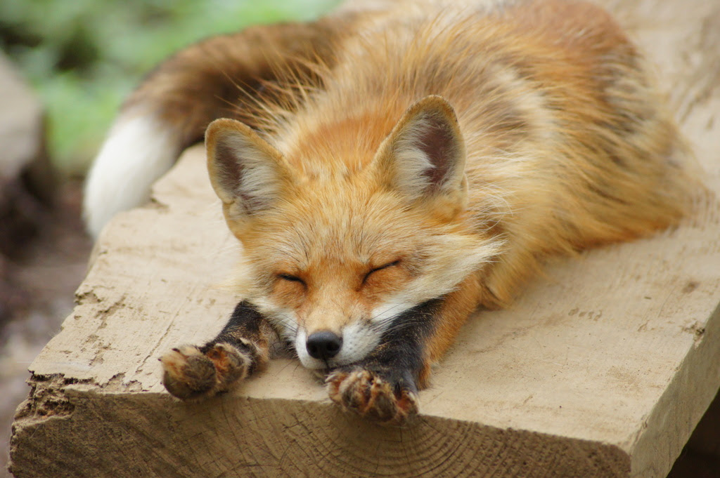 最高の動物画像 ロイヤリティフリー可愛い タヌキとキツネ 壁紙