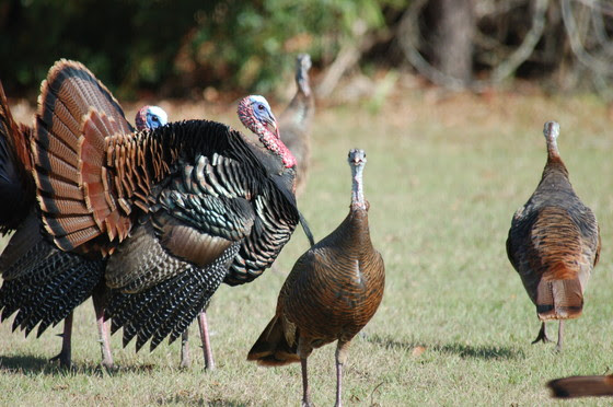 Wild turkey gobbler in strut