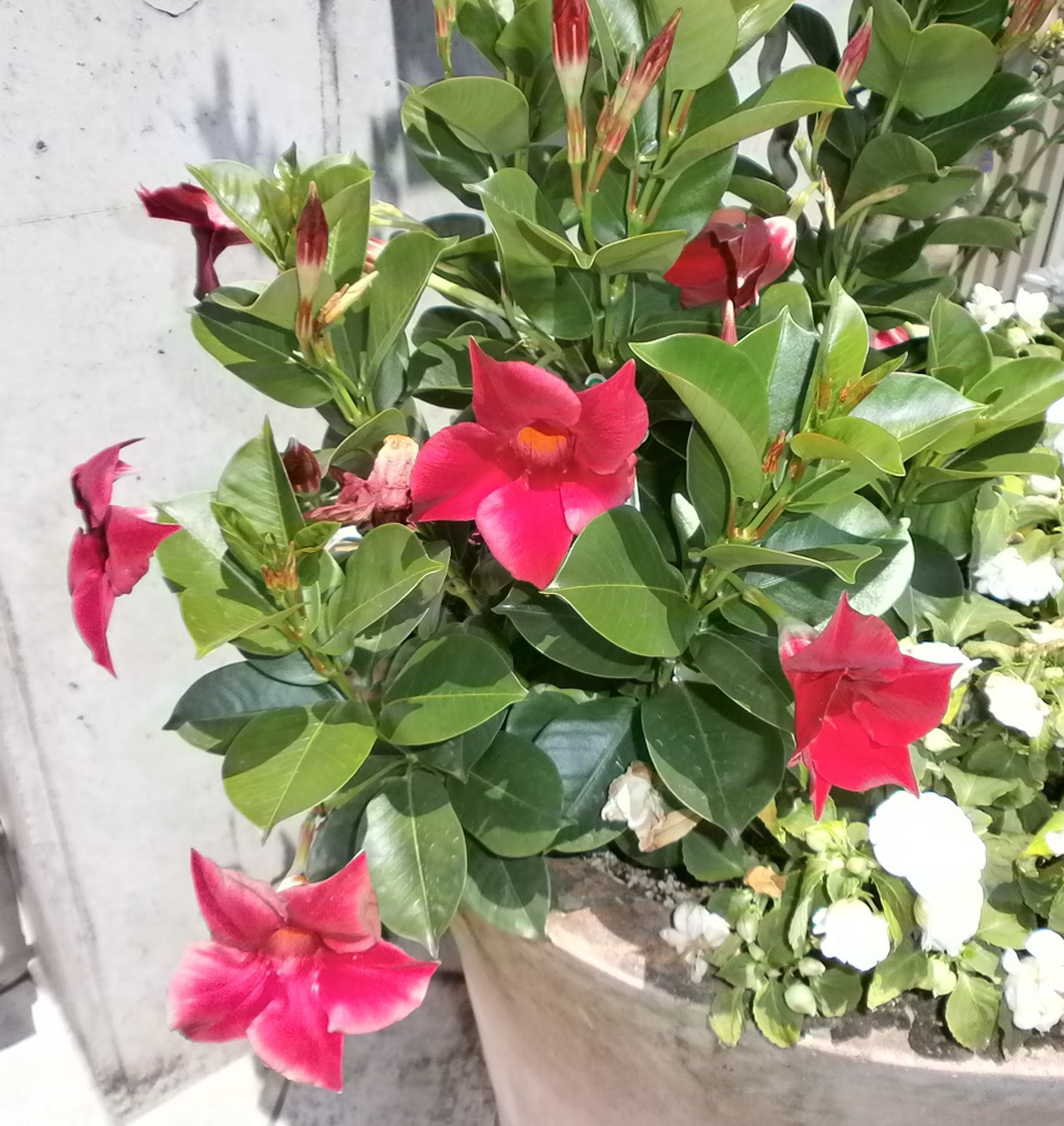 美しい花の画像 ぜいたくサン パラソル 花 言葉